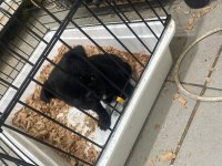 Yavru siyah pug