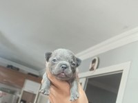 Egzotik ve standart fransız bulldog yavrularımız
