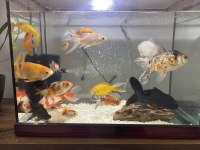 13 adet büyük boy 5 ila 15 cm arası japon balıkları