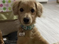 Melez köpeğimizi sahiplendirme