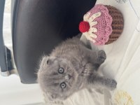 SCOTTISH FOLD KEDİMİZ