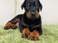 Üst Kalite Doberman Yavruları