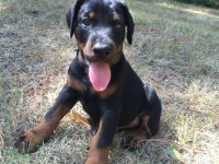 Kaliteli insanın kaliteli köpeği olur