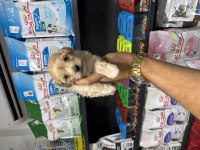 Maltipoo güzelliklerimiz yeni ailesini bekliyor