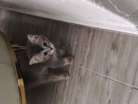 2 aylık dişi british shorthair