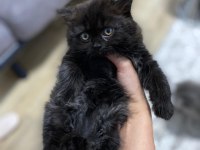 Scottish longhair ve british longhair yavrularımıza yuva