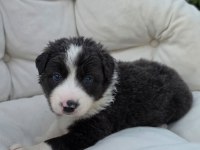 Border collie köpeğimiz antalya