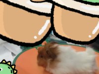 Sevimli guinea pig yavruları tepeli (17 günlük)