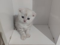 1 aylık british longhair sahiplendirilecektir