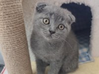 Scottish Fold Kedisi Yavrularımız