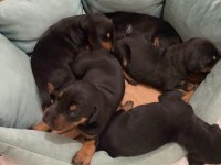 Doberman yavrularımız aşılı kimlikli teslim