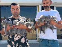 KAR BEYAZ MAVİ GÖZLÜ BRITISH YAVRULAR ANKARA 