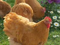 Buff Orpington cinsi tavuk kuluçkalık yumurta ve civciv
