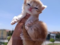 British longhair dişi yavrular şecereli