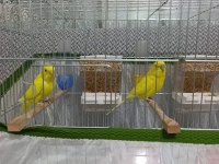 Yavru Erkek Ve Dişi Kuşlar