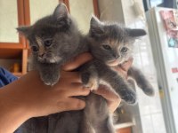 2 Aylık Dişi Yavru British Shorthair