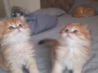 Full şecereli şampiyon ebeveynlere sahip british longhair