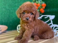 Toy Poodle Bebeklerimiz Referans Yavru