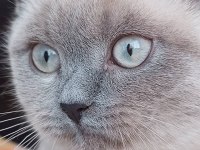 Scottish fold blue point & british shorthair 5 adet yavru