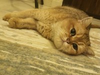 1 yaşında golden dişi british shorthair