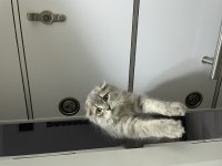 Dünya tatlısı scottish fold