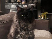 saf kan şecereli Beyaz Aslanlar maine coon yavruları