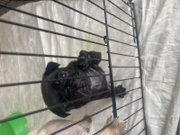 Pug yavrular