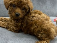 Poodle Köpeğimize Yeni Yuvasını Arıyoruz
