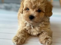 F2 Maltipoo Yavruları