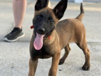 Secereli Belçika Malinois Yavruları İstanbul
