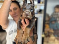 European doberman yavruları