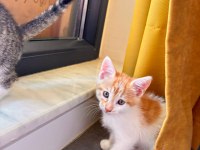 3 Minik Tekir Bebeğe Ömürlük Yuva