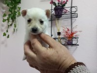 Micro boy 4 erkek chihuahua bebekler
