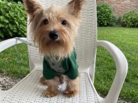 Çok uyguna full aşılı köpeğimiz