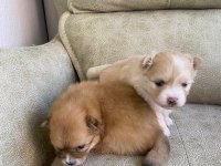 Erkek ve dişi pomeranian boo yavrularımız