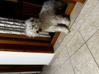 Yavru köpeğimi sahiplenme