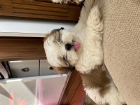 2 aylık mini boy shih tzu eşsiz göz yapısı