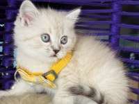 British Shorthair Lynx Point yavrular