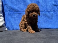 Petmode köpek çiftliğinde ziyarete açık kore toy poodle