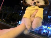 Pomeranian Boo Bebek