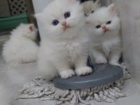 İran kedisi 2 aylık acil