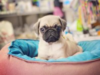 A Kalite Pug Mops Kaçırma