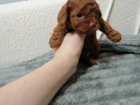 Kore Toy Poodle