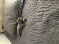 Oyuncu maya scottish fold