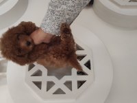 Dişi toy poodle