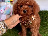 Sevimli Toy Poodle Yavrularımız