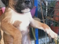 3 Erkek boxer yavrumuz