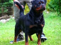 Şecereli şampiyon rottweiler yavruları