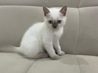 Aşılı British Shorthair