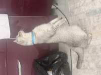 Kedimiz Spars yeni sahipler arıyor